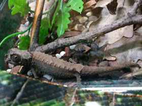 Фото Брукезия