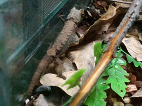 Фото Брукезия