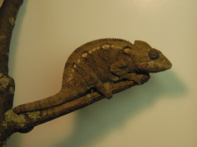 Смотреть фото Хамелеон Осталети Фото Хамелеон Осталети