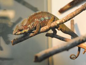 Смотреть фото Пантеровый хамелеон Фото Пантеровый хамелеон