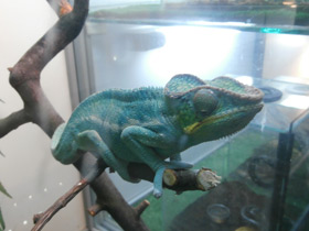 Смотреть фото Пантеровый хамелеон Фото Пантеровый хамелеон