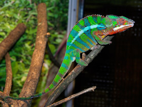 Смотреть фото Пантеровый хамелеон Фото Пантеровый хамелеон