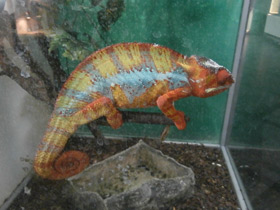 Смотреть фото Пантеровый хамелеон Фото Пантеровый хамелеон