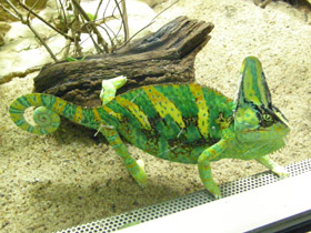 Смотреть фото Йеменский хамелеон Фото Йеменский хамелеон