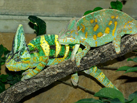 Смотреть фото Йеменский хамелеон Фото Йеменский хамелеон