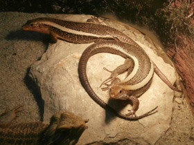 Фото Плоская ящерица