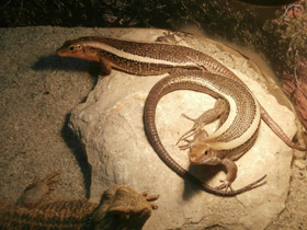 Фото Плоская ящерица