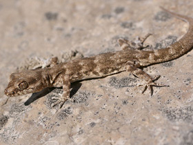 Фото Ненужное украшение