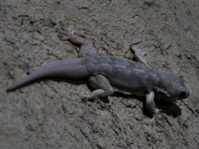 Смотреть фото Пятнистый геккон Фото Пятнистый геккон