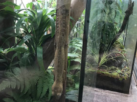 Фото Листохвостый геккон Гюнтера