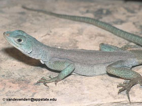 Фото Мадагаскарская голубая игуана