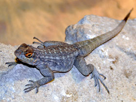 Фото Оплюрус Дюмериля