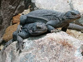 Фото Пятнистая чаквелла