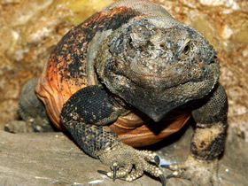 Смотреть фото Западная чаквелла Фото Западная чаквелла