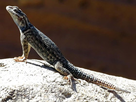 Фото Колючая игуана