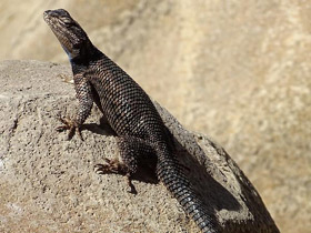 Фото Колючая игуана