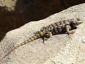 Фото Пустынная колючая игуана