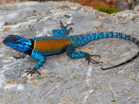 Фото Малая колючая игуана