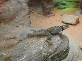 Фото Синяя колючая игуана