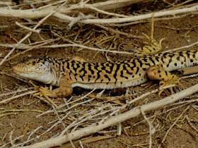 Фото Ящурка Пржевальского