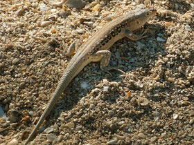 Фото Быстрая ящурка