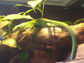 Смотреть фото Гастрофолис Фото Гастрофолис