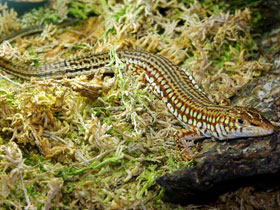 Смотреть фото Длиннохвостая латастия Фото Длиннохвостая латастия