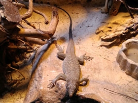 Фото Аравийская ящерица