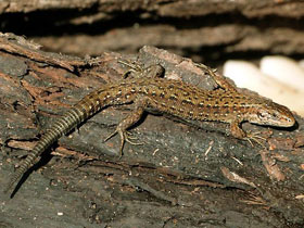 Смотреть фото Зачем животным хвосты. 10 чудесных функций Фото Зачем животным хвосты. 10 чудесных функций