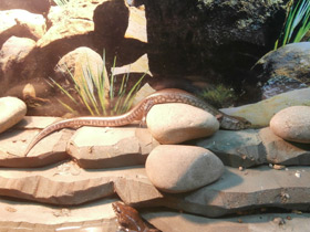 Смотреть фото Сетчатый амфиглоссус Фото Сетчатый амфиглоссус