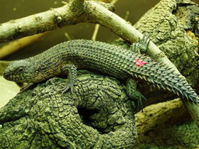 Смотреть фото Колючехвостый сцинк Фото Колючехвостый сцинк