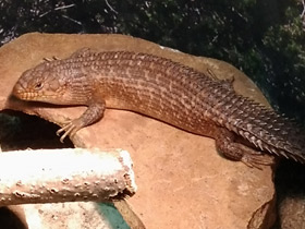 Смотреть фото Колючехвостый сцинк Фото Колючехвостый сцинк