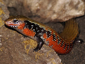 Смотреть фото Огненный сцинк Фото Огненный сцинк