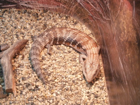 Смотреть фото Синеязыкий сцинк Фото Синеязыкий сцинк