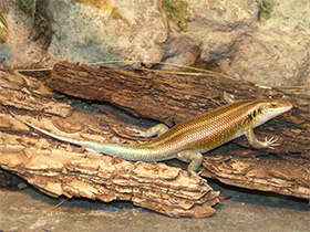 Смотреть фото Радужная мабуя Фото Радужная мабуя