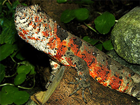 Смотреть фото Крокодиловый шинизавр Фото Крокодиловый шинизавр