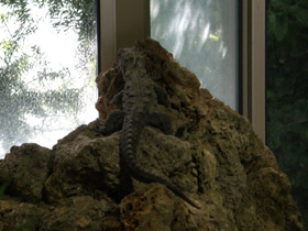 Смотреть фото Гаттерия Фото Гаттерия