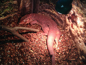 Фото Красный тэгу