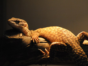 Фото Кольцехвостый варан