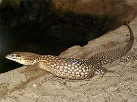 Фото Кольцехвостый варан