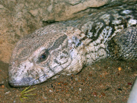 Фото Степной варан