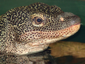 Фото Индийский варан