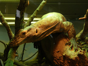 Фото Комодский варан