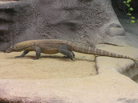 Фото Комодский варан