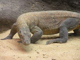 Фото Комодский варан