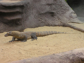 Фото Комодский варан