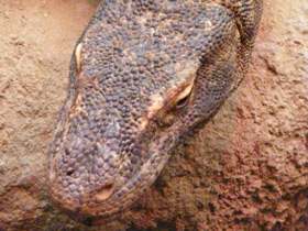 Фото Комодский варан