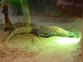 Фото Комодский варан