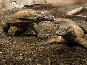 Фото Комодский варан