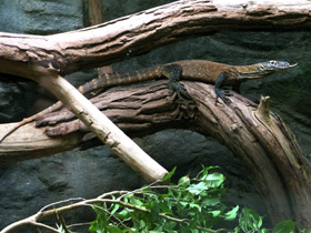 Фото Комодский варан